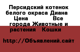 Персидский котенок белого окраса Диана › Цена ­ 40 000 - Все города Животные и растения » Кошки   